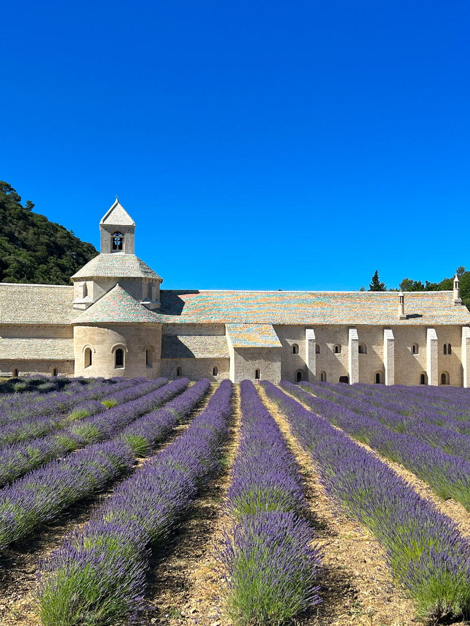 lavender fields Provence Lavender Fields in Provence with abbey in background