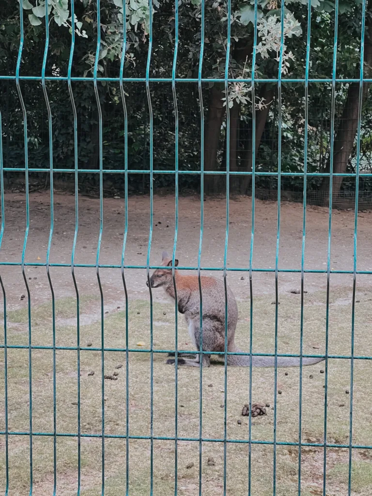 Baby kangaroo behind a fence.