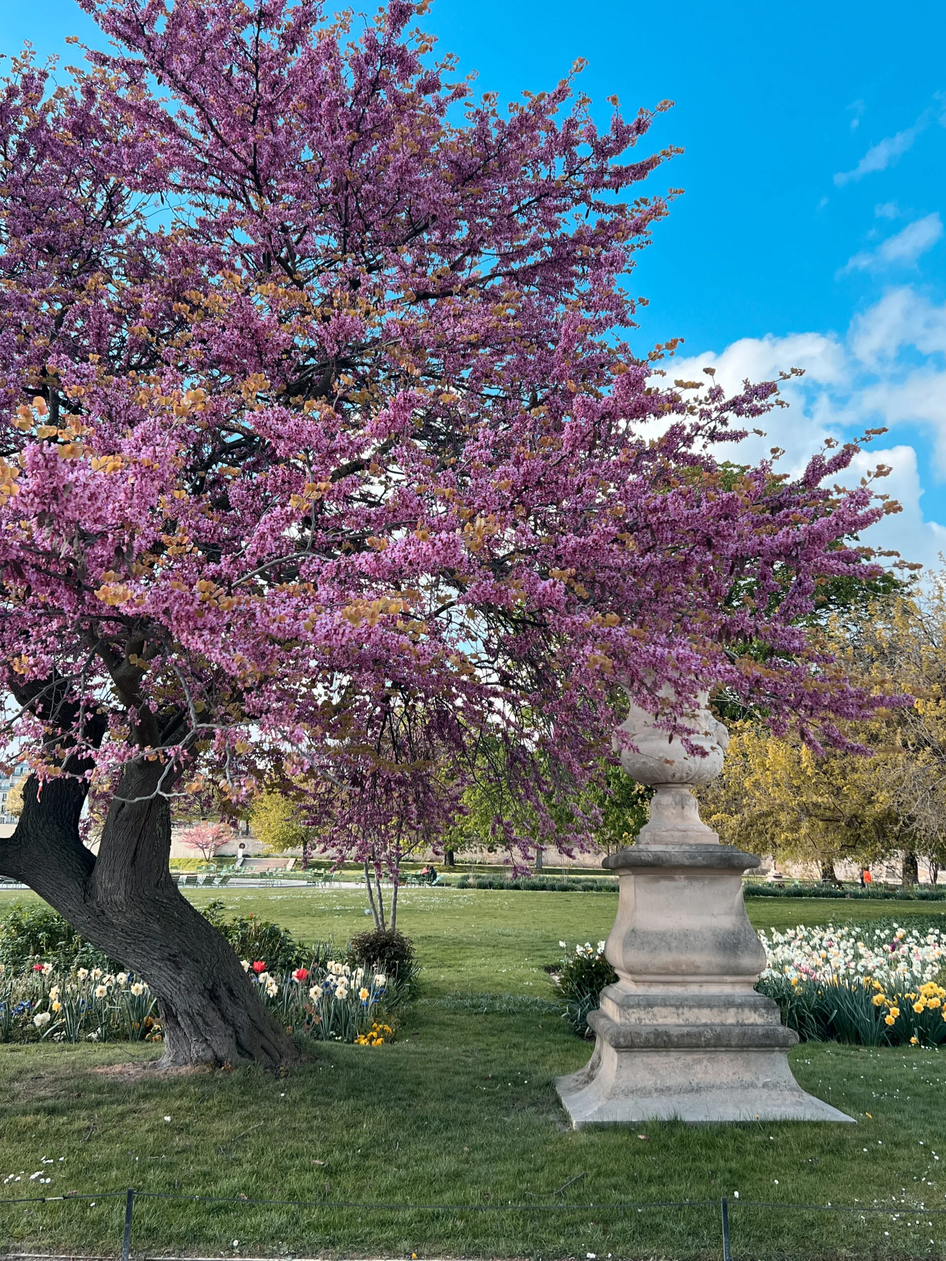 Flowers in the tuileries garden in Paris during spring.