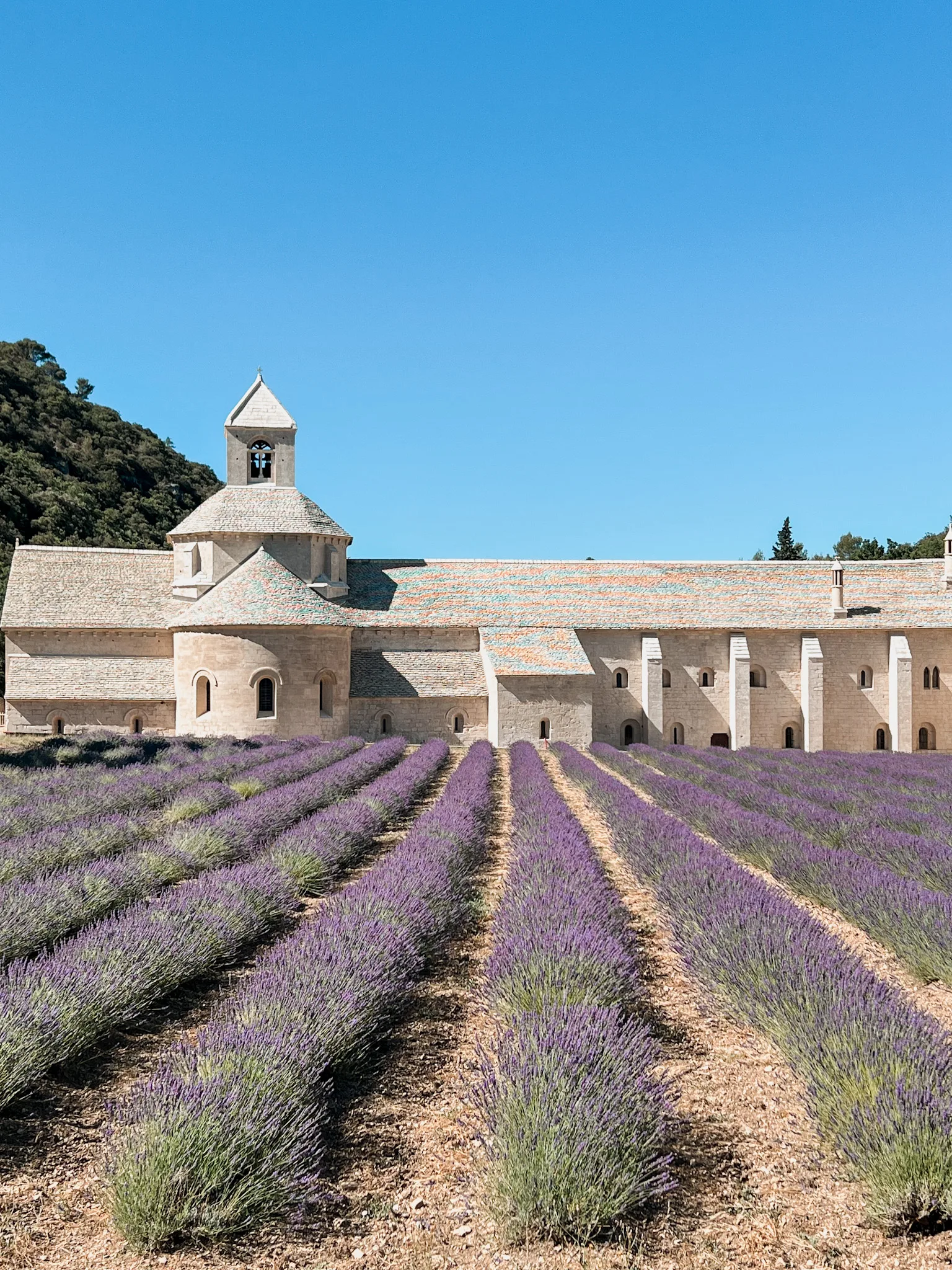 Picture of abby in background in Lavender Field in Provence.